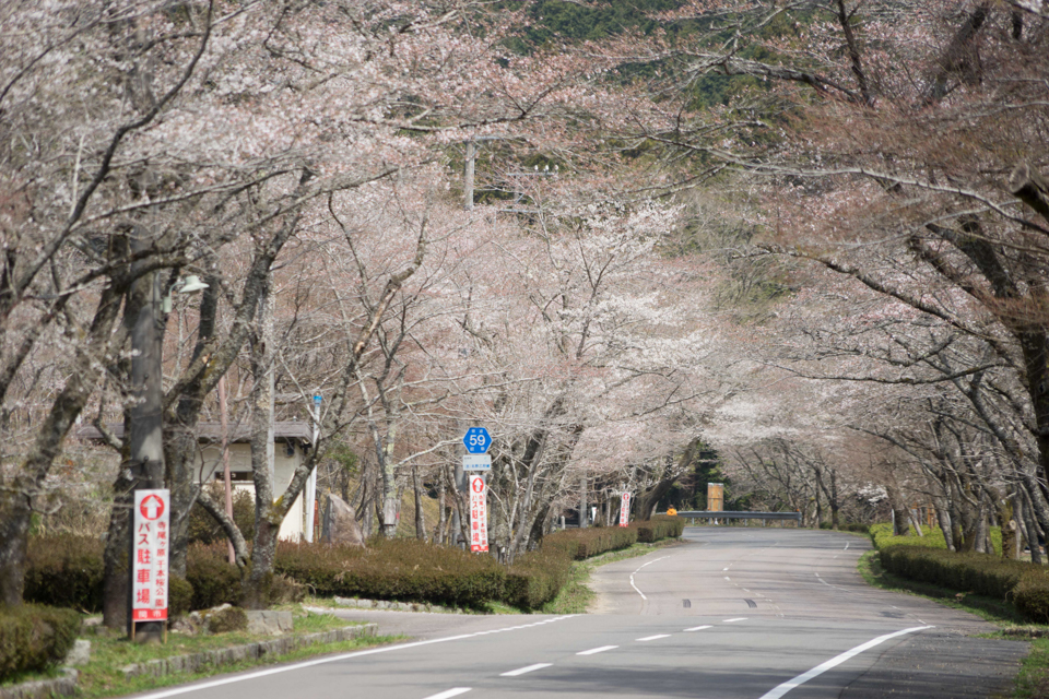 寺尾ヶ原千本桜公園（2018年4月1日撮影）