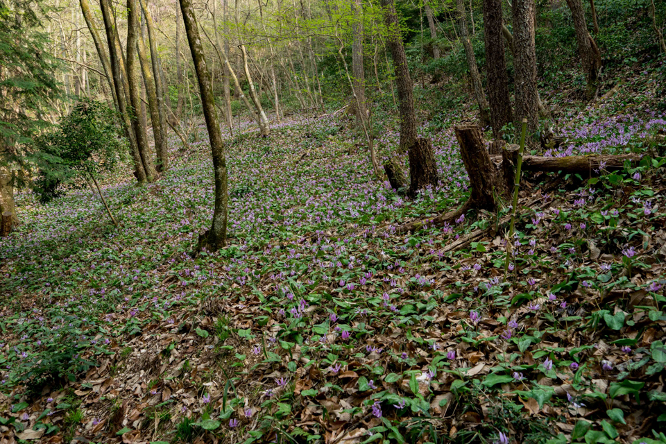 武芸川の一色かたくりの里