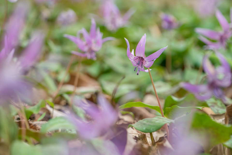武芸川の一色かたくりの里