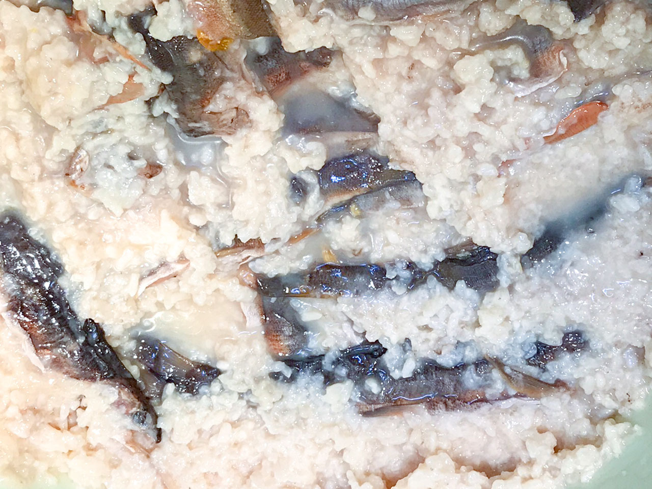 長良川の幻の発酵食「鮎の熟れ鮨 (なれずし)」を作ってみる -2 | 長良川STORY