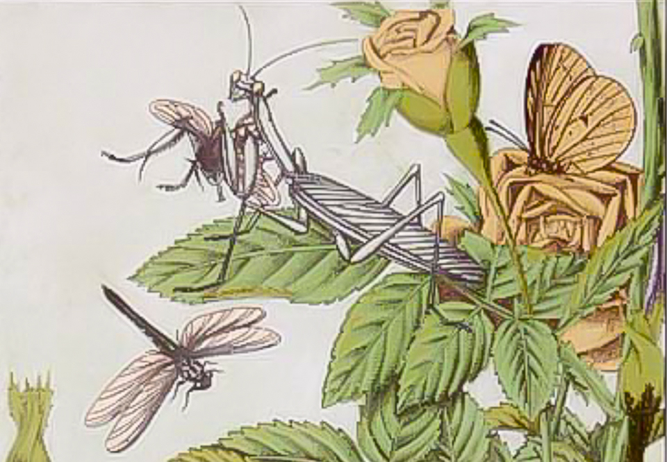 匂い立つあでやかなバラと昆虫の挿絵 明治の昆虫学者が愛した小さな命の美 長良川story