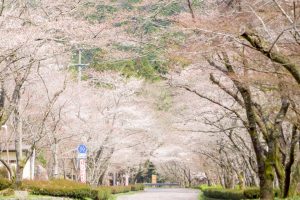 寺尾ヶ原千本桜公園